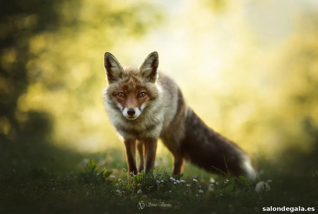 Sonia Varona Photography