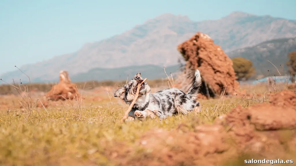 Jesús Capón - Fotografía de mascotas