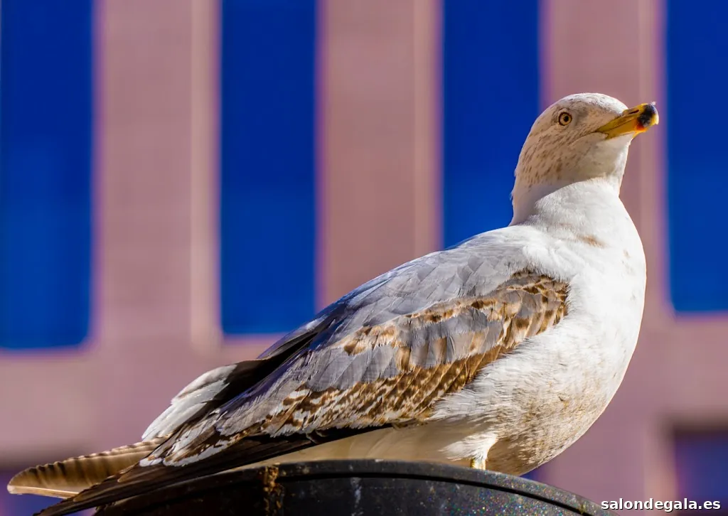 Sirbouman Fotografía