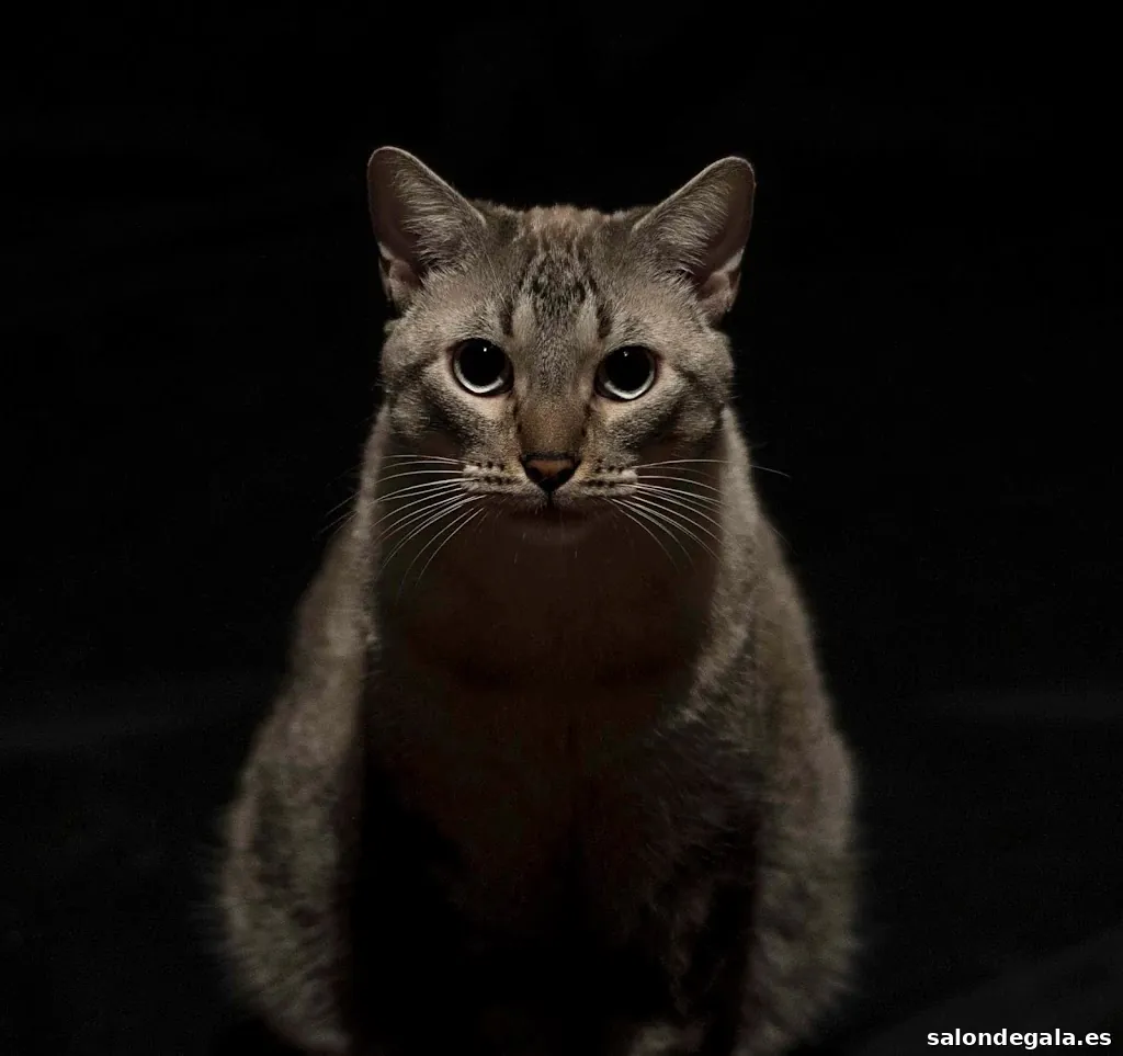 Castrillón Fotografía