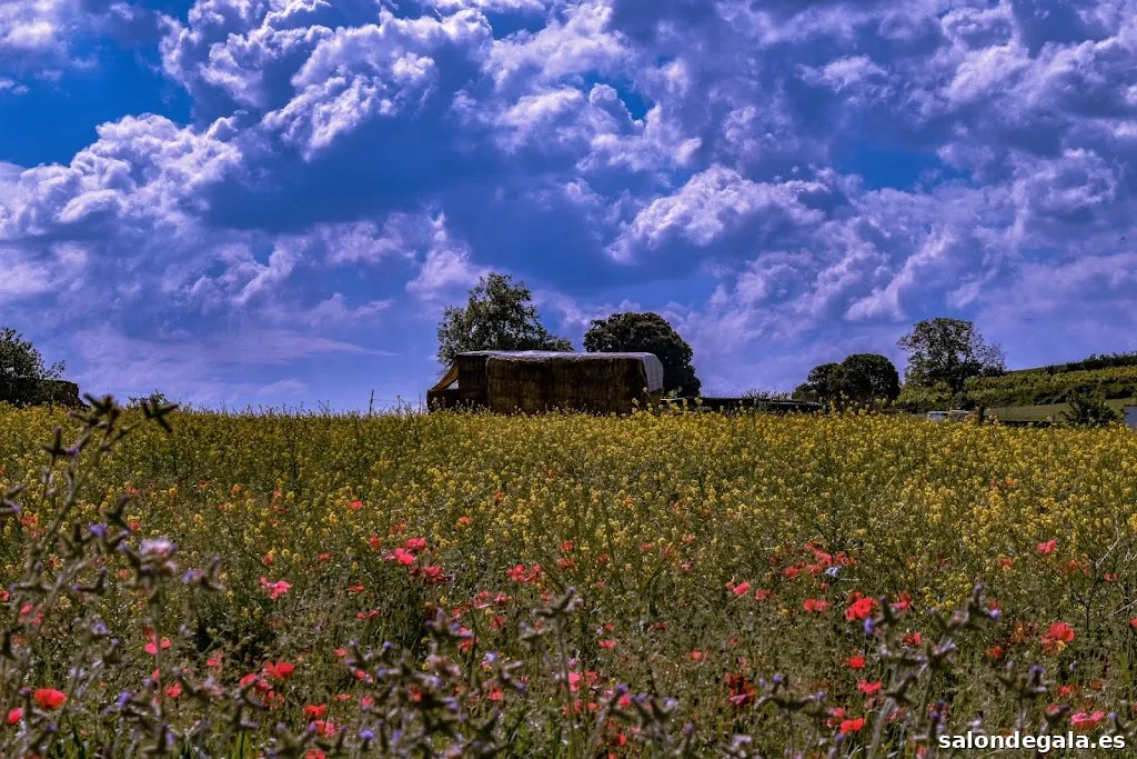 Danivalenciafotografo