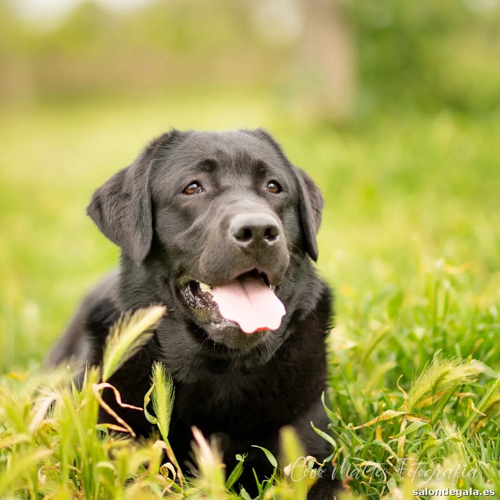 Coco Maltés Photography