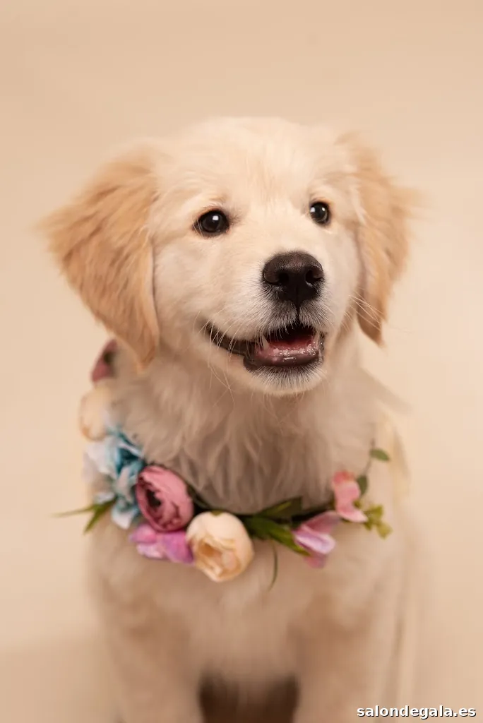 Patetes Fotografía Animal